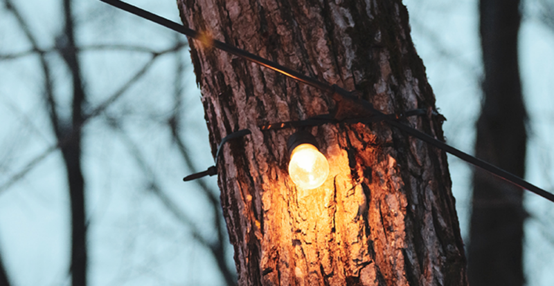 Light bulb on a tree